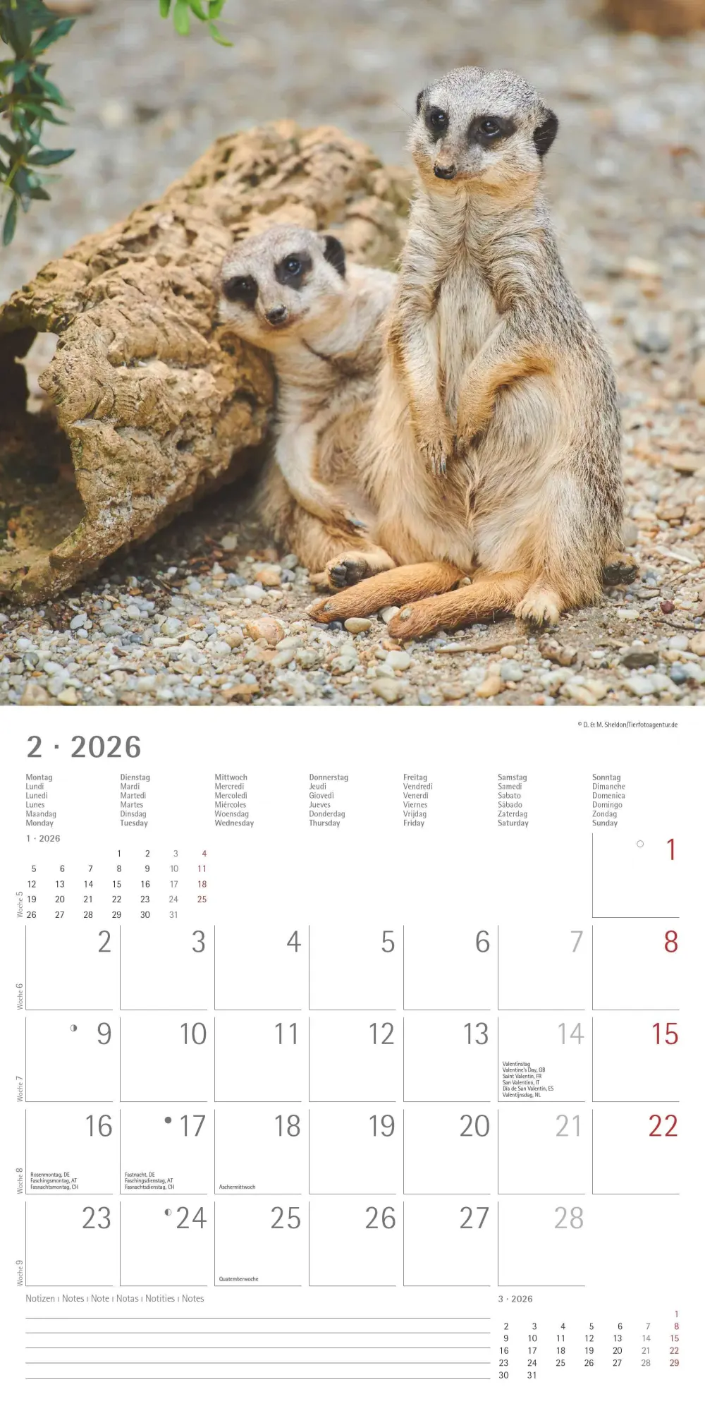 Bild: 4069095003057 | Alpha Edition - Erdmännchen 2026 Broschürenkalender, 30x30cm,...