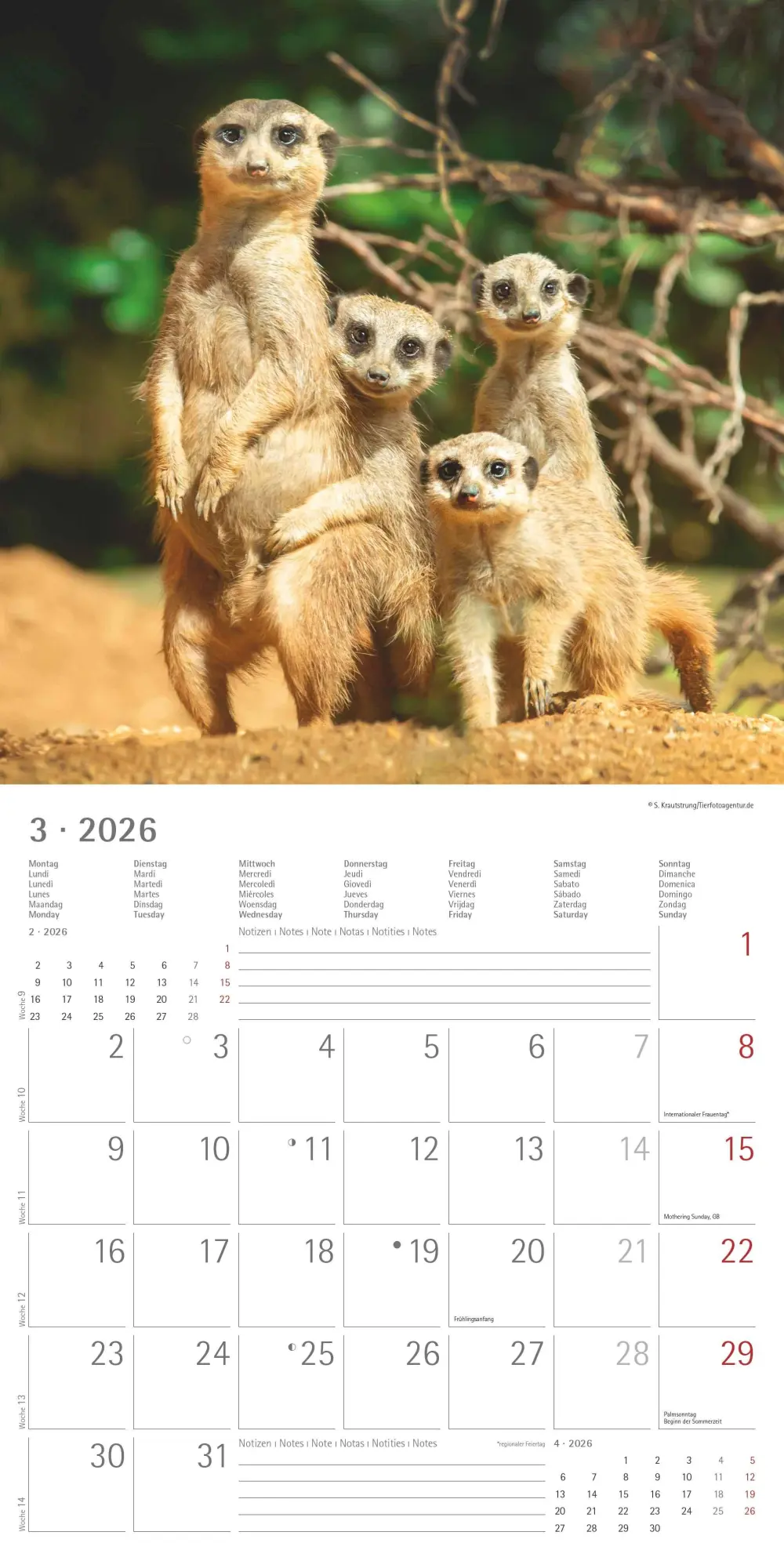 Bild: 4069095003057 | Alpha Edition - Erdmännchen 2026 Broschürenkalender, 30x30cm,...