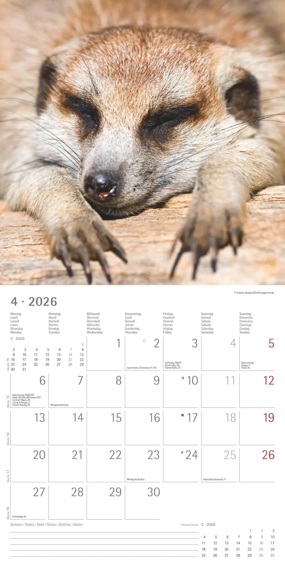 Bild: 4069095003057 | Alpha Edition - Erdmännchen 2026 Broschürenkalender, 30x30cm,...