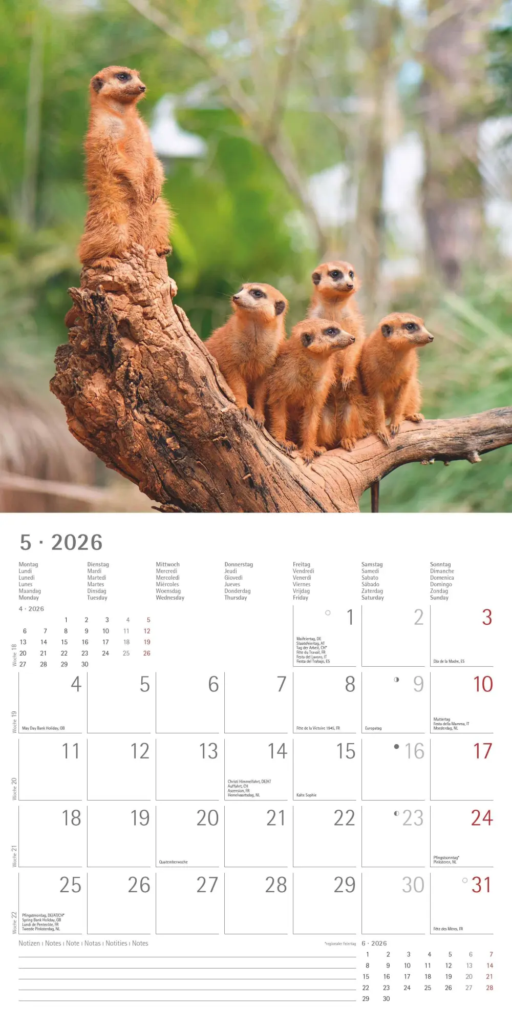 Bild: 4069095003057 | Alpha Edition - Erdmännchen 2026 Broschürenkalender, 30x30cm,...
