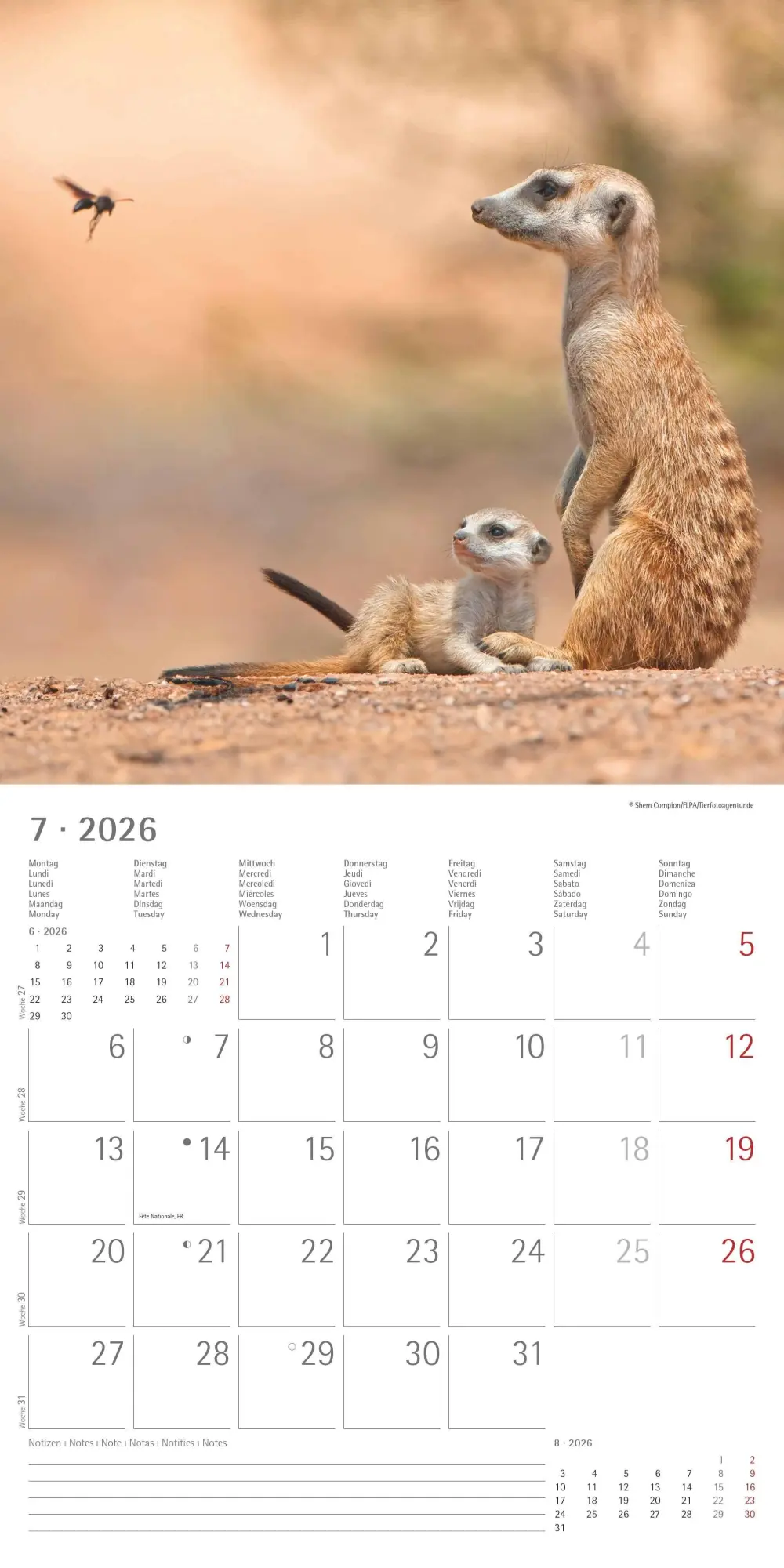 Bild: 4069095003057 | Alpha Edition - Erdmännchen 2026 Broschürenkalender, 30x30cm,...
