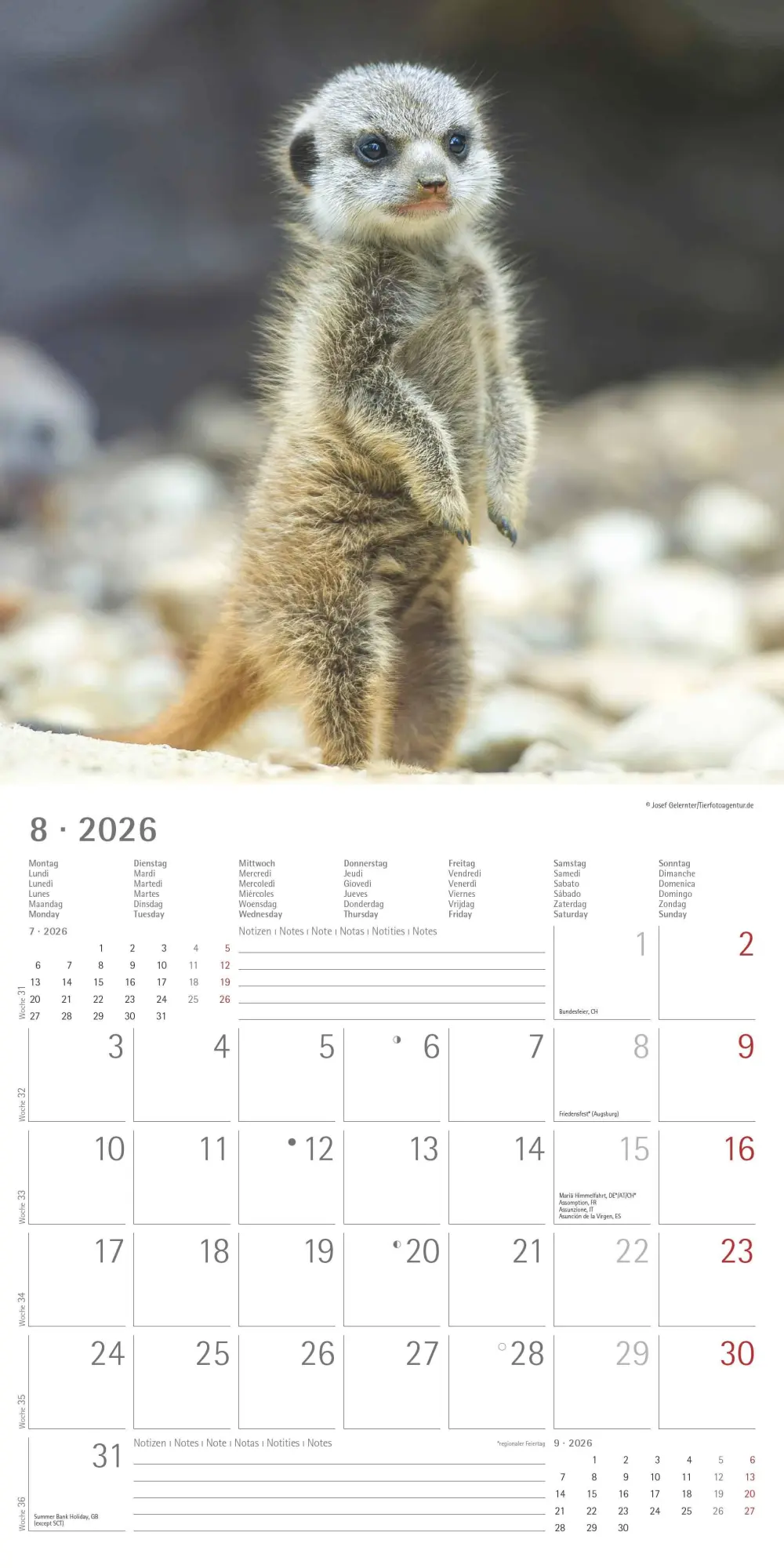 Bild: 4069095003057 | Alpha Edition - Erdmännchen 2026 Broschürenkalender, 30x30cm,...