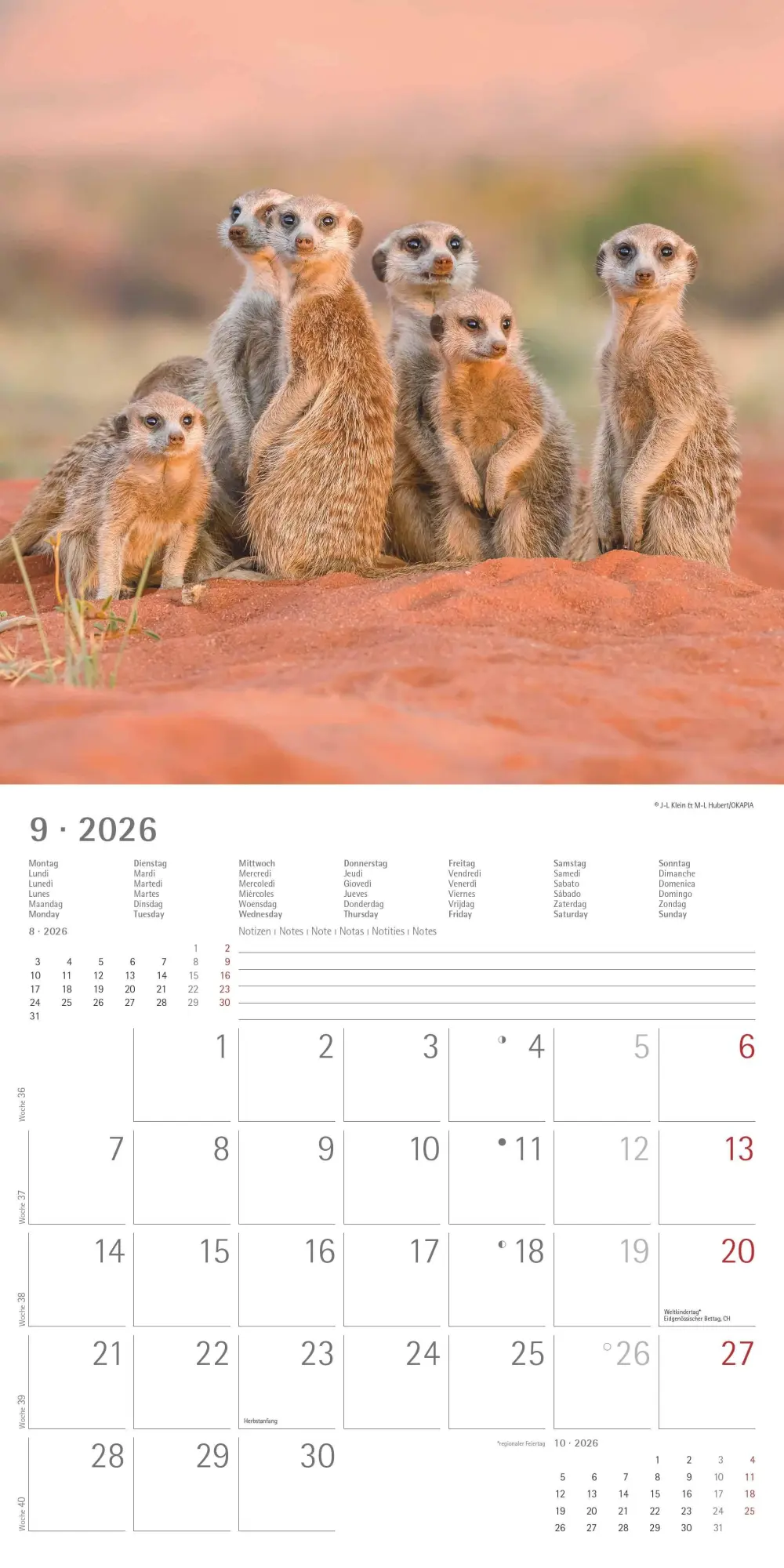 Bild: 4069095003057 | Alpha Edition - Erdmännchen 2026 Broschürenkalender, 30x30cm,...