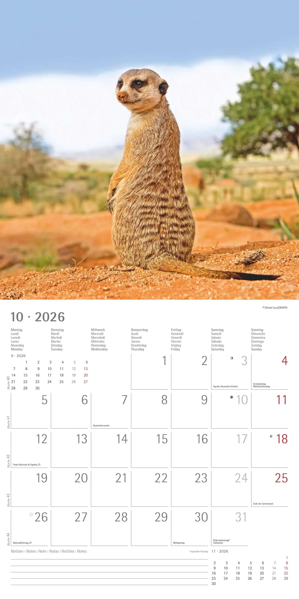 Bild: 4069095003057 | Alpha Edition - Erdmännchen 2026 Broschürenkalender, 30x30cm,...
