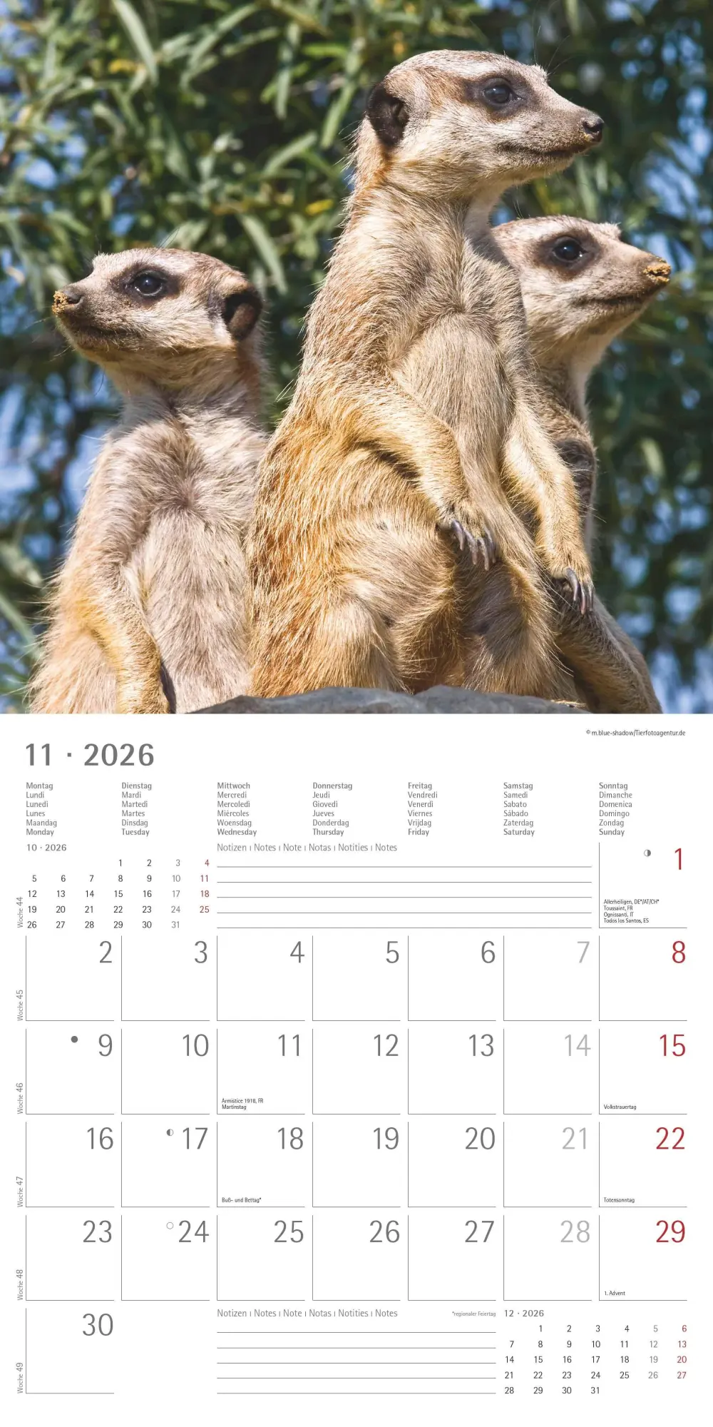 Bild: 4069095003057 | Alpha Edition - Erdmännchen 2026 Broschürenkalender, 30x30cm,...