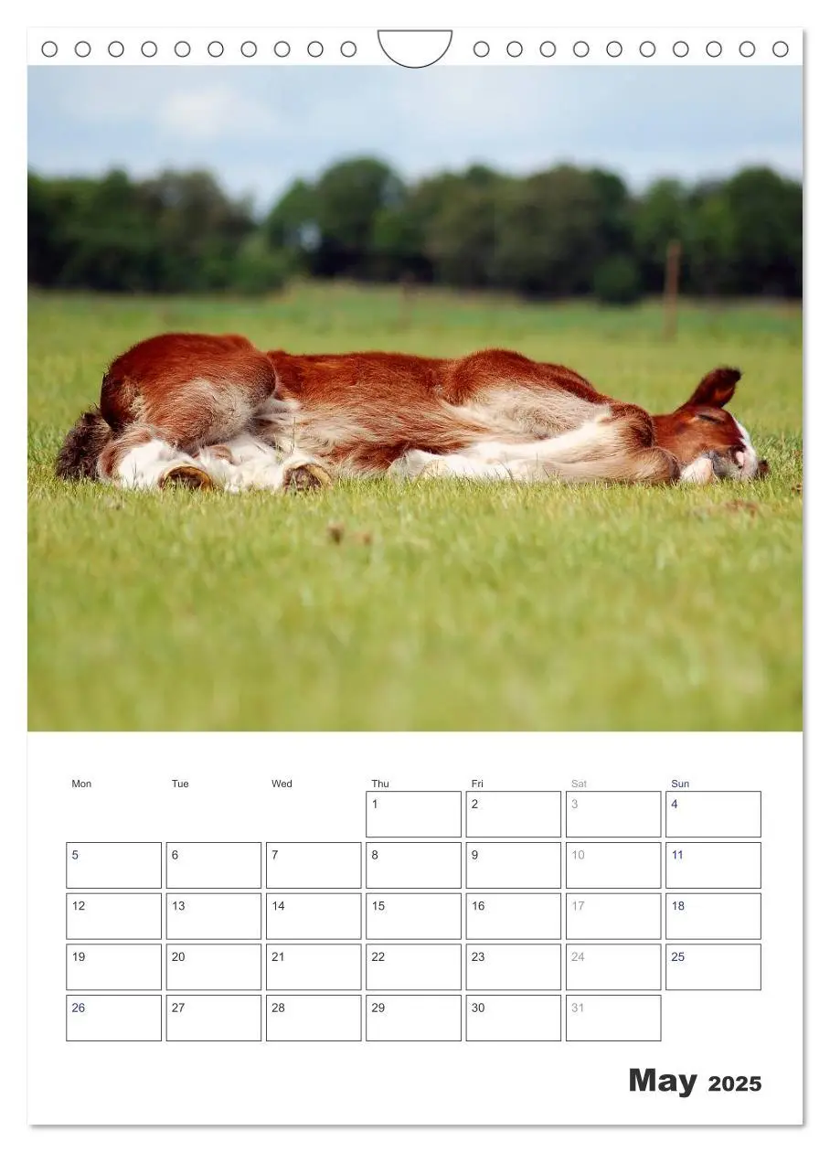 Bild: 9781325973057 | Shire Horses The Gentle Giants (Wall Calendar 2025 DIN A4...
