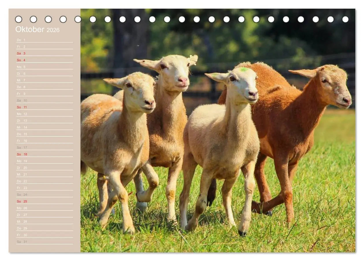 Bild: 9783516143157 | Schafe / Geburtstagskalender (Tischkalender 2026 DIN A5 quer),...