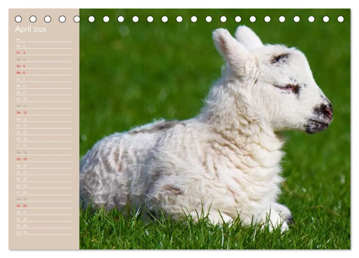 Bild: 9783516143157 | Schafe / Geburtstagskalender (Tischkalender 2026 DIN A5 quer),...