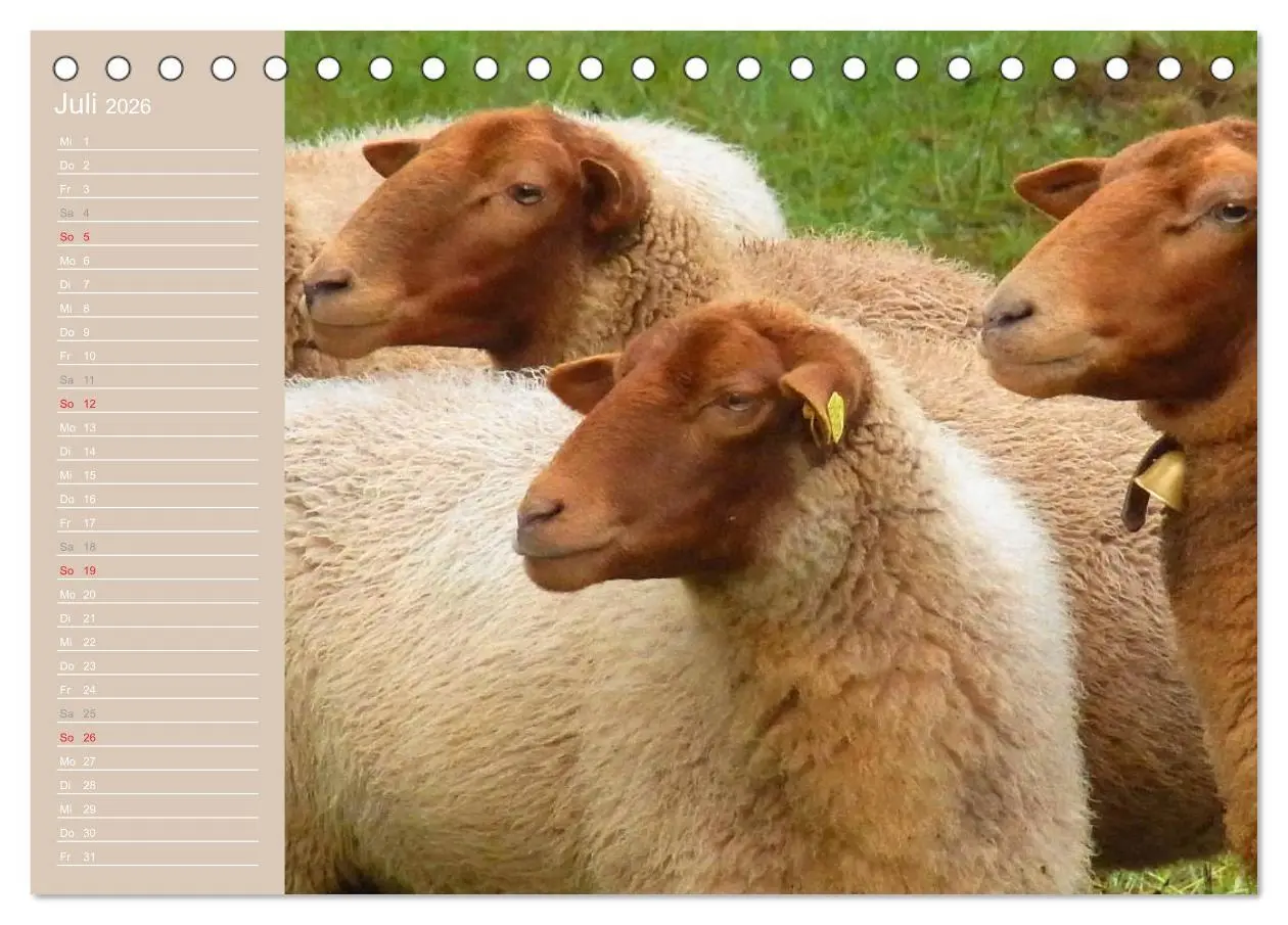 Bild: 9783516143157 | Schafe / Geburtstagskalender (Tischkalender 2026 DIN A5 quer),...