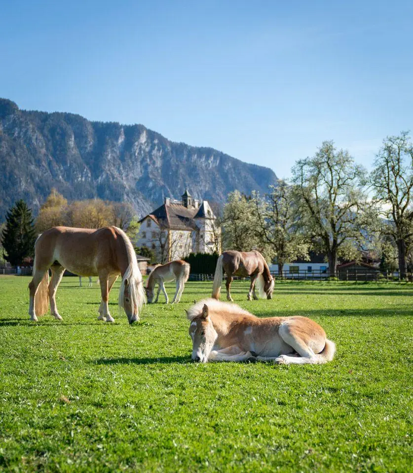 Bild: 9783702243357 | 100 x Tirol | Uwe Schwinghammer | Taschenbuch | 256 S. | Deutsch
