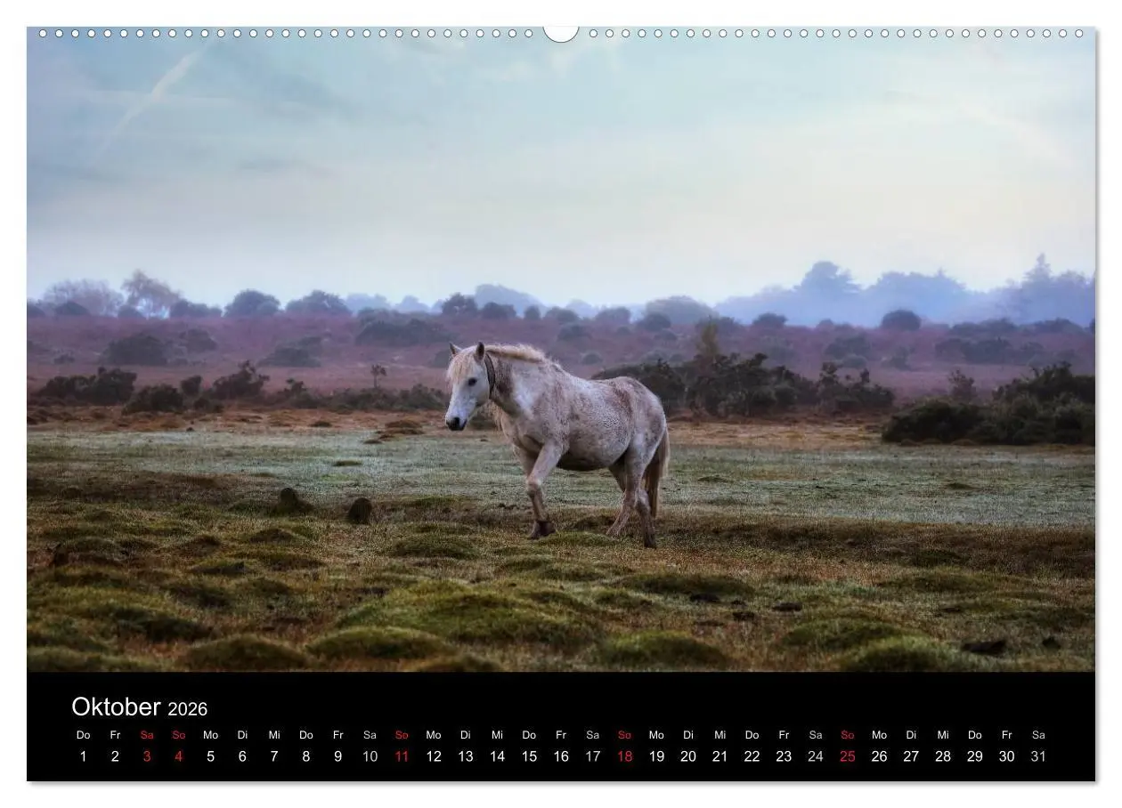 Bild: 9783457953457 | New Forest - England (Wandkalender 2026 DIN A2 quer), CALVENDO...