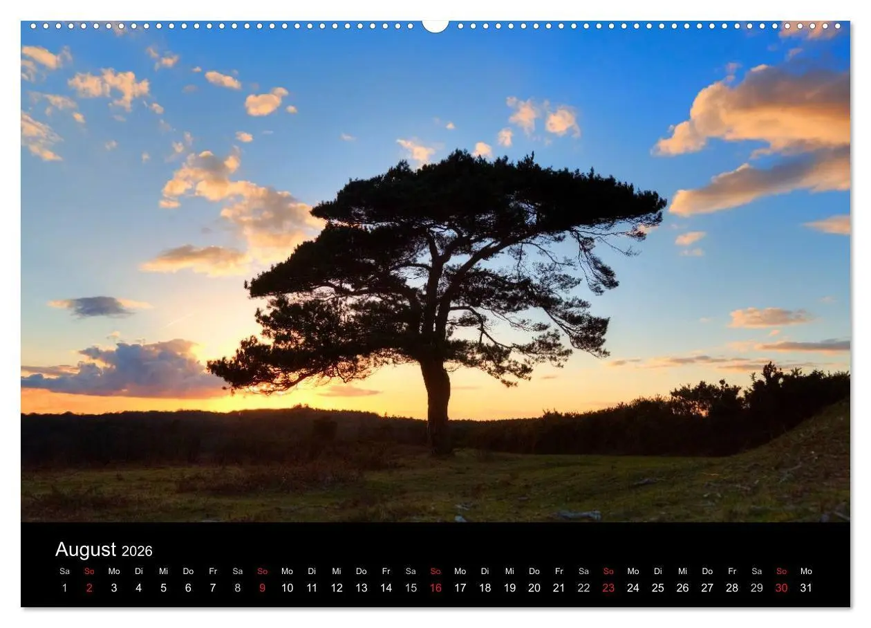 Bild: 9783457953457 | New Forest - England (Wandkalender 2026 DIN A2 quer), CALVENDO...
