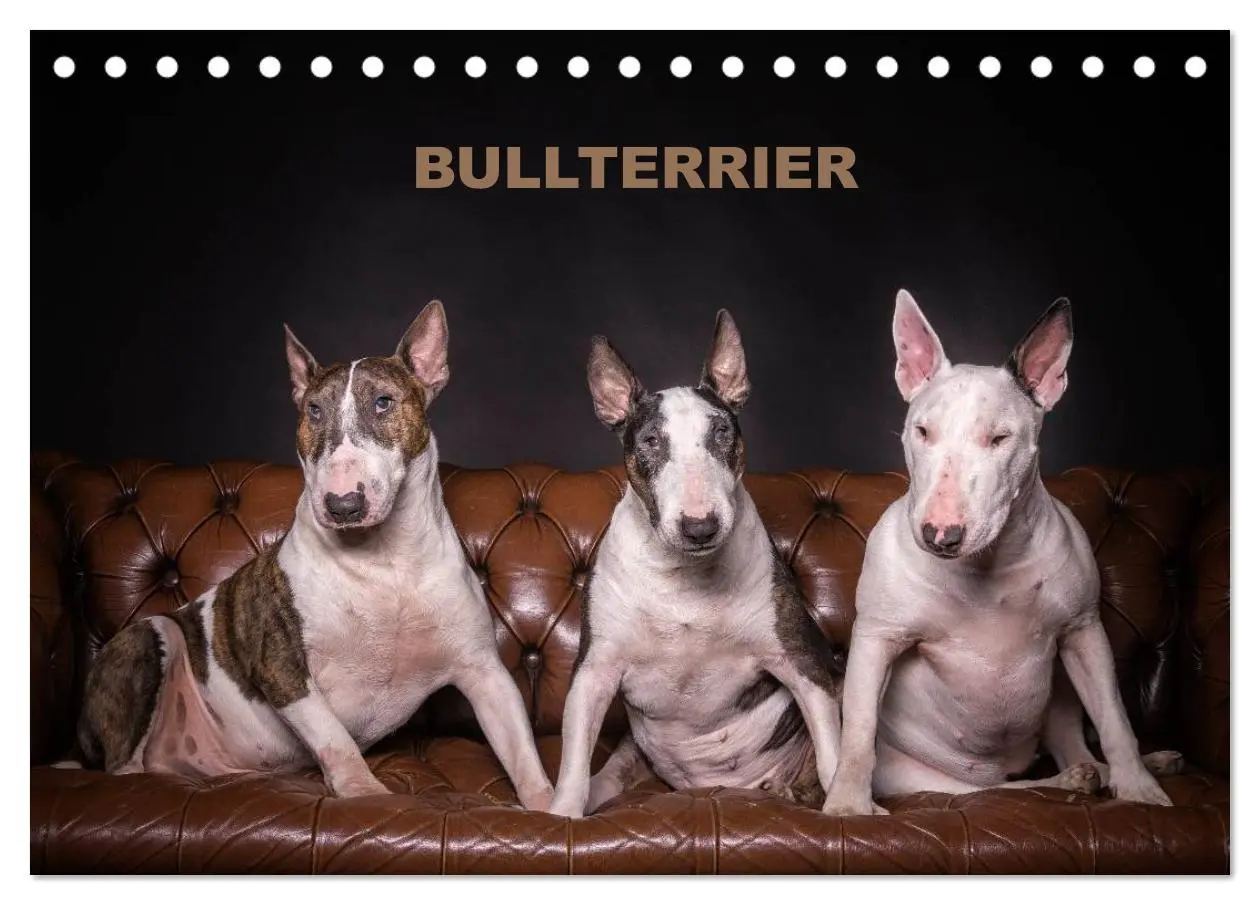 Cover: 9783516023657 | Bullterrier (Tischkalender 2026 DIN A5 quer), CALVENDO Monatskalender