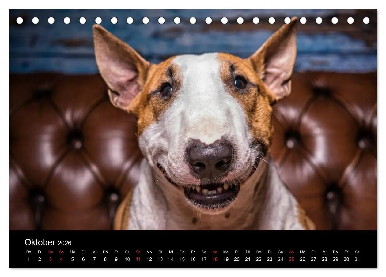 Bild: 9783516023657 | Bullterrier (Tischkalender 2026 DIN A5 quer), CALVENDO Monatskalender