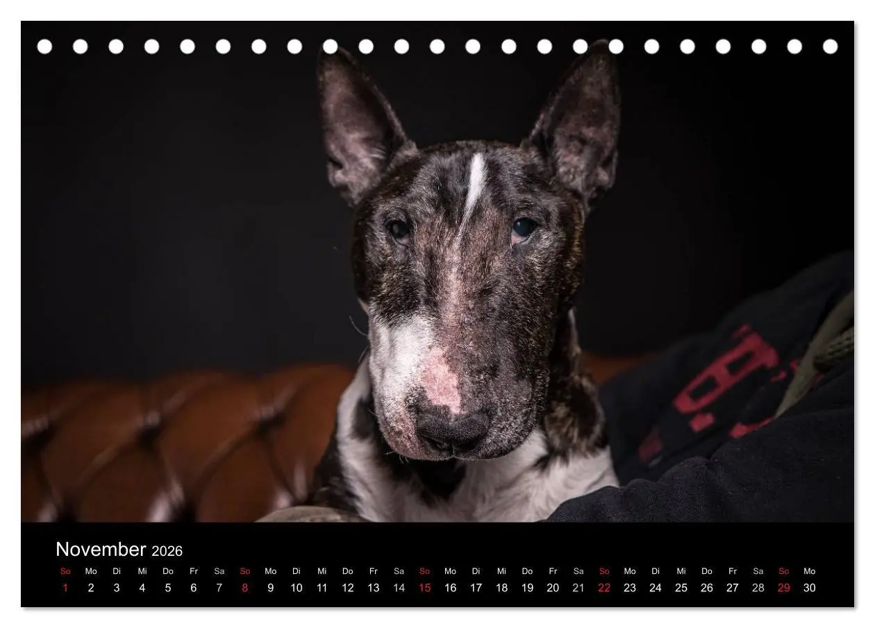 Bild: 9783516023657 | Bullterrier (Tischkalender 2026 DIN A5 quer), CALVENDO Monatskalender