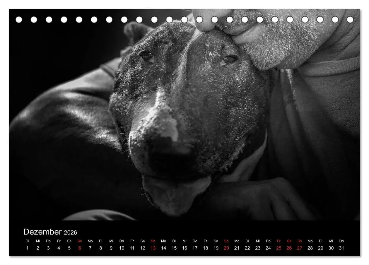 Bild: 9783516023657 | Bullterrier (Tischkalender 2026 DIN A5 quer), CALVENDO Monatskalender