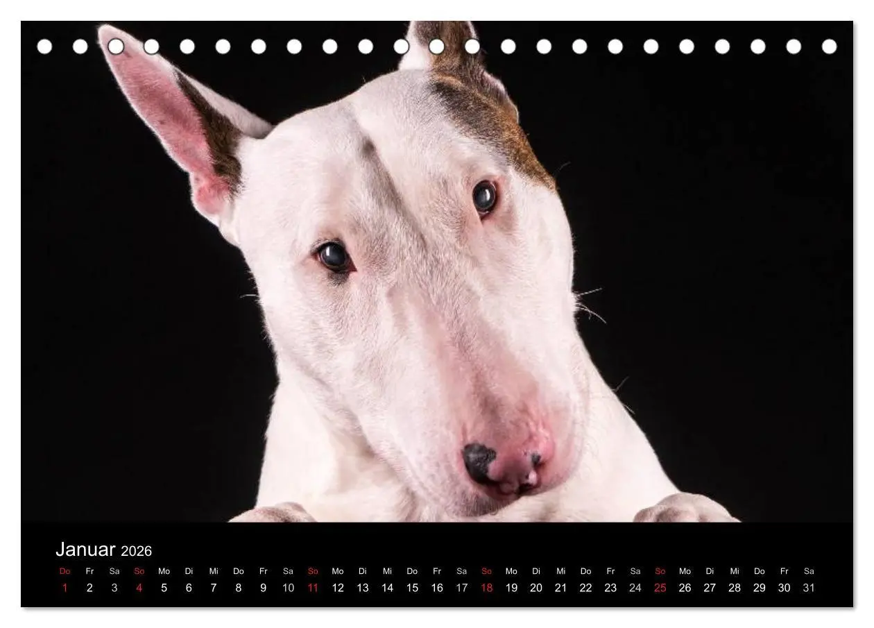 Bild: 9783516023657 | Bullterrier (Tischkalender 2026 DIN A5 quer), CALVENDO Monatskalender