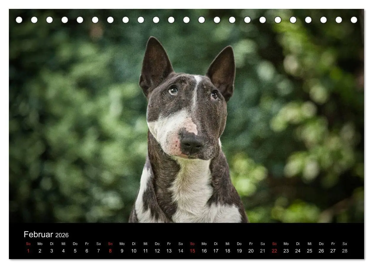 Bild: 9783516023657 | Bullterrier (Tischkalender 2026 DIN A5 quer), CALVENDO Monatskalender