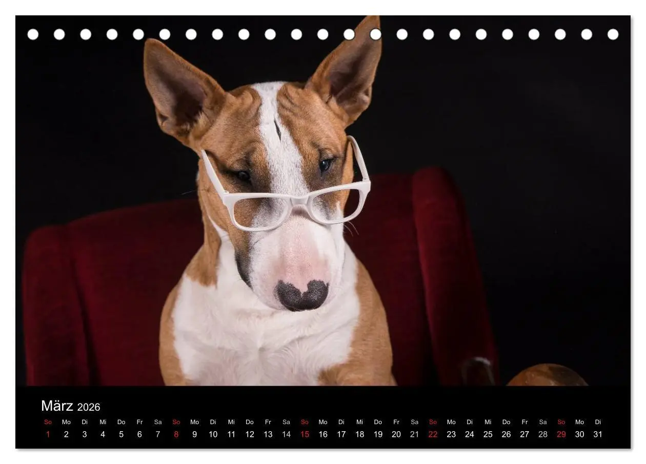 Bild: 9783516023657 | Bullterrier (Tischkalender 2026 DIN A5 quer), CALVENDO Monatskalender