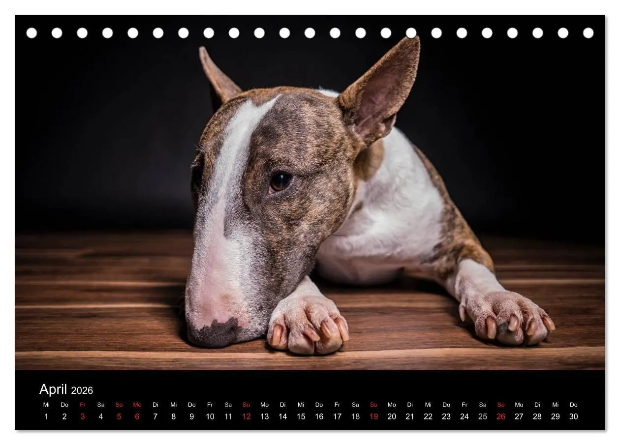 Bild: 9783516023657 | Bullterrier (Tischkalender 2026 DIN A5 quer), CALVENDO Monatskalender