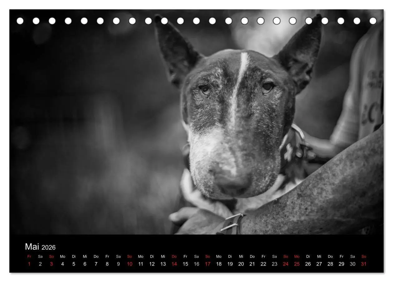 Bild: 9783516023657 | Bullterrier (Tischkalender 2026 DIN A5 quer), CALVENDO Monatskalender