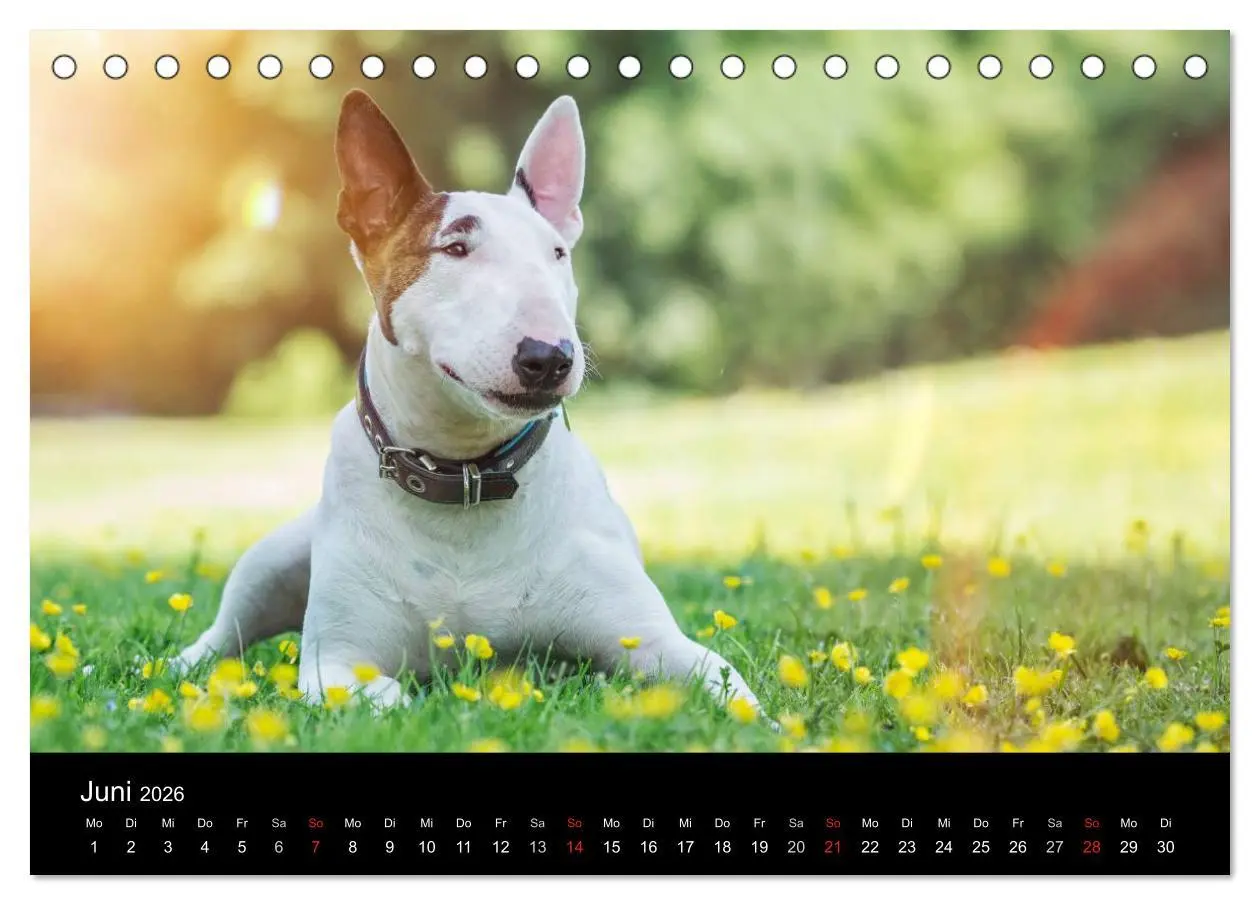 Bild: 9783516023657 | Bullterrier (Tischkalender 2026 DIN A5 quer), CALVENDO Monatskalender