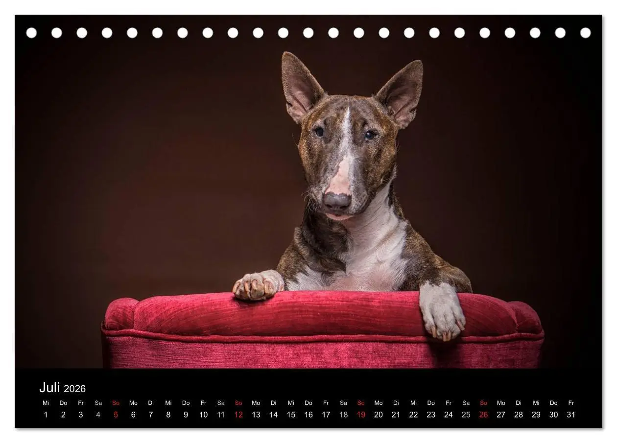 Bild: 9783516023657 | Bullterrier (Tischkalender 2026 DIN A5 quer), CALVENDO Monatskalender