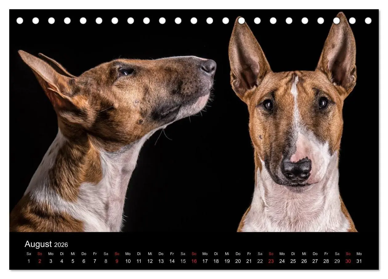 Bild: 9783516023657 | Bullterrier (Tischkalender 2026 DIN A5 quer), CALVENDO Monatskalender