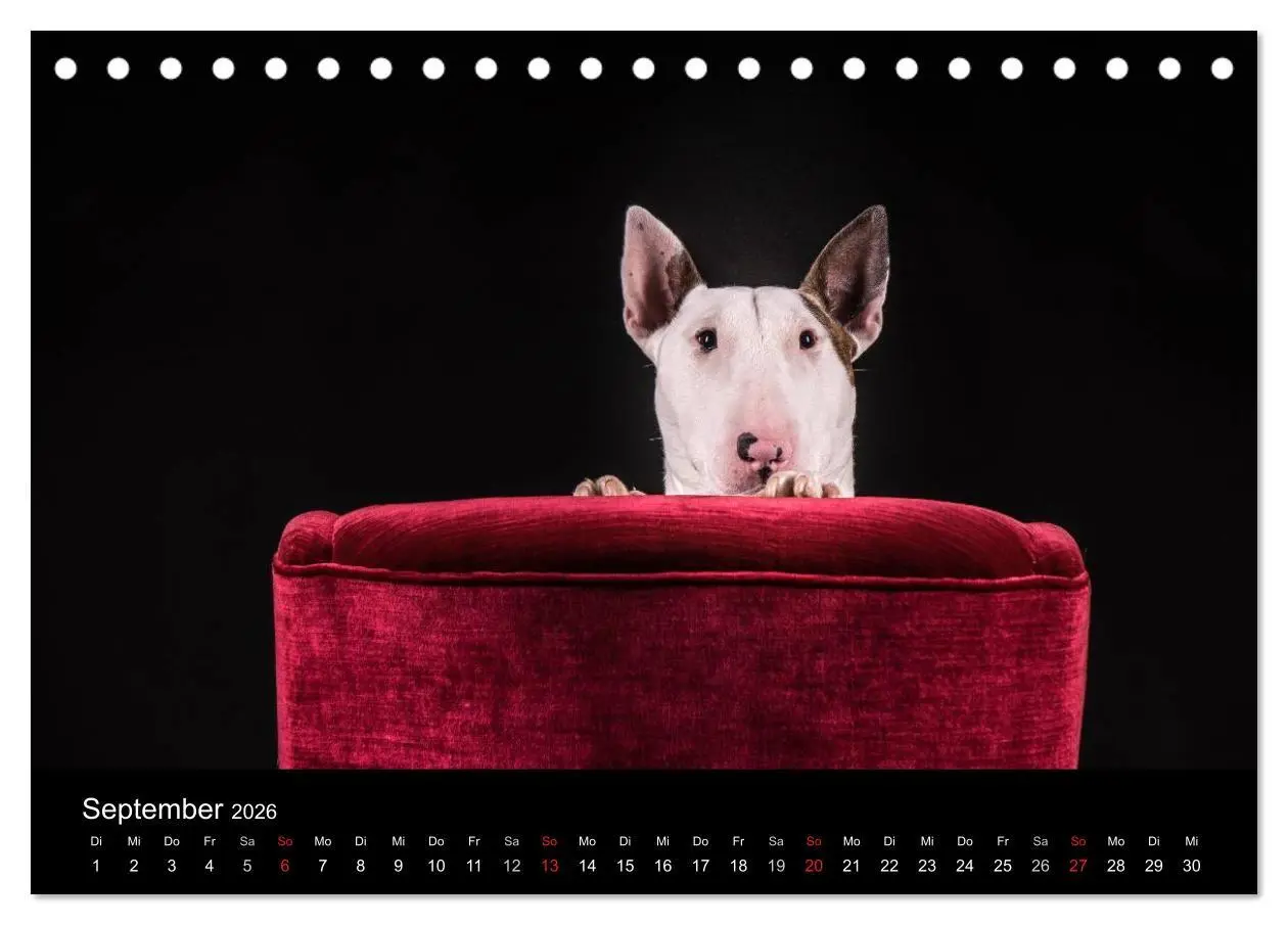 Bild: 9783516023657 | Bullterrier (Tischkalender 2026 DIN A5 quer), CALVENDO Monatskalender