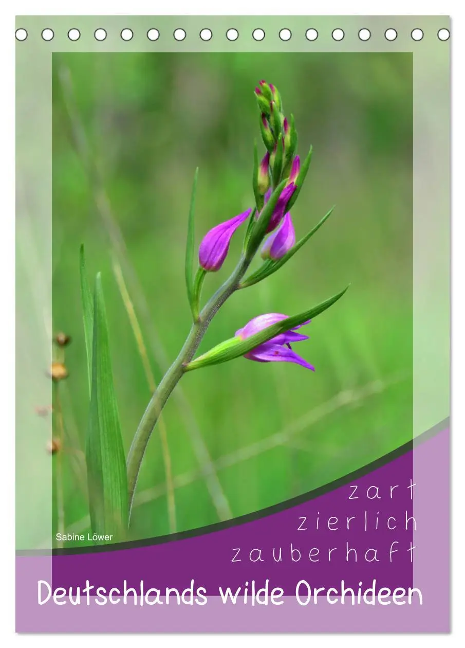 Cover: 9783516403657 | Deutschlands wilde Orchideen (Tischkalender 2026 DIN A5 hoch),...