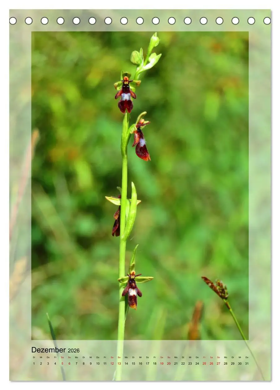 Bild: 9783516403657 | Deutschlands wilde Orchideen (Tischkalender 2026 DIN A5 hoch),...