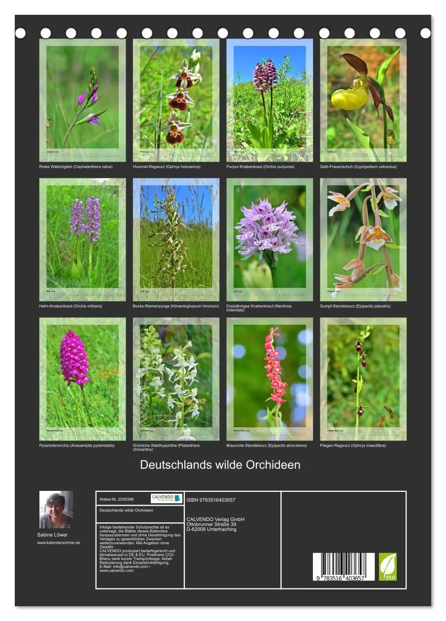 Bild: 9783516403657 | Deutschlands wilde Orchideen (Tischkalender 2026 DIN A5 hoch),...
