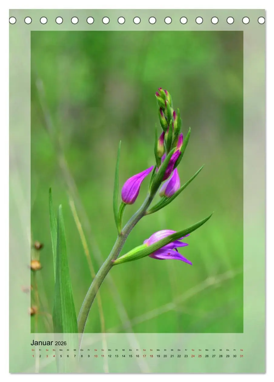 Bild: 9783516403657 | Deutschlands wilde Orchideen (Tischkalender 2026 DIN A5 hoch),...