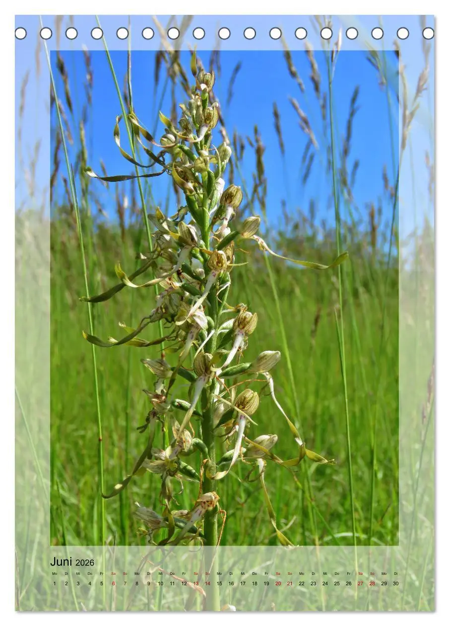Bild: 9783516403657 | Deutschlands wilde Orchideen (Tischkalender 2026 DIN A5 hoch),...