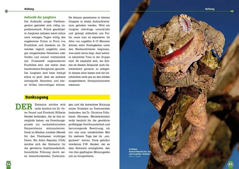 Bild: 9783866593657 | Südlicher und Nördlicher Flechtengecko | Christian Langner (u. a.)