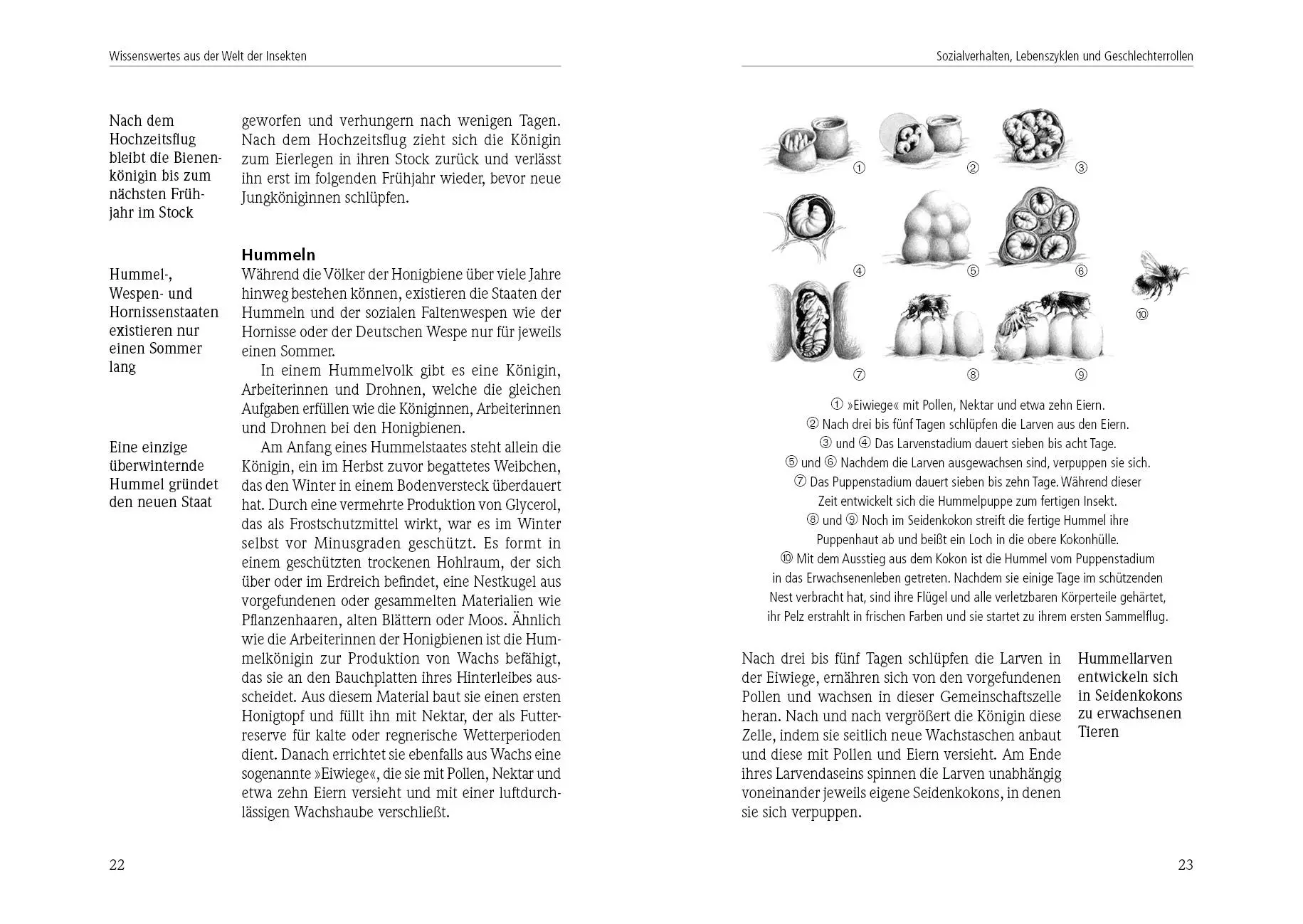 Bild: 9783895663857 | Das Insektenhotel | Wolf Richard Günzel | Buch | 180 S. | Deutsch