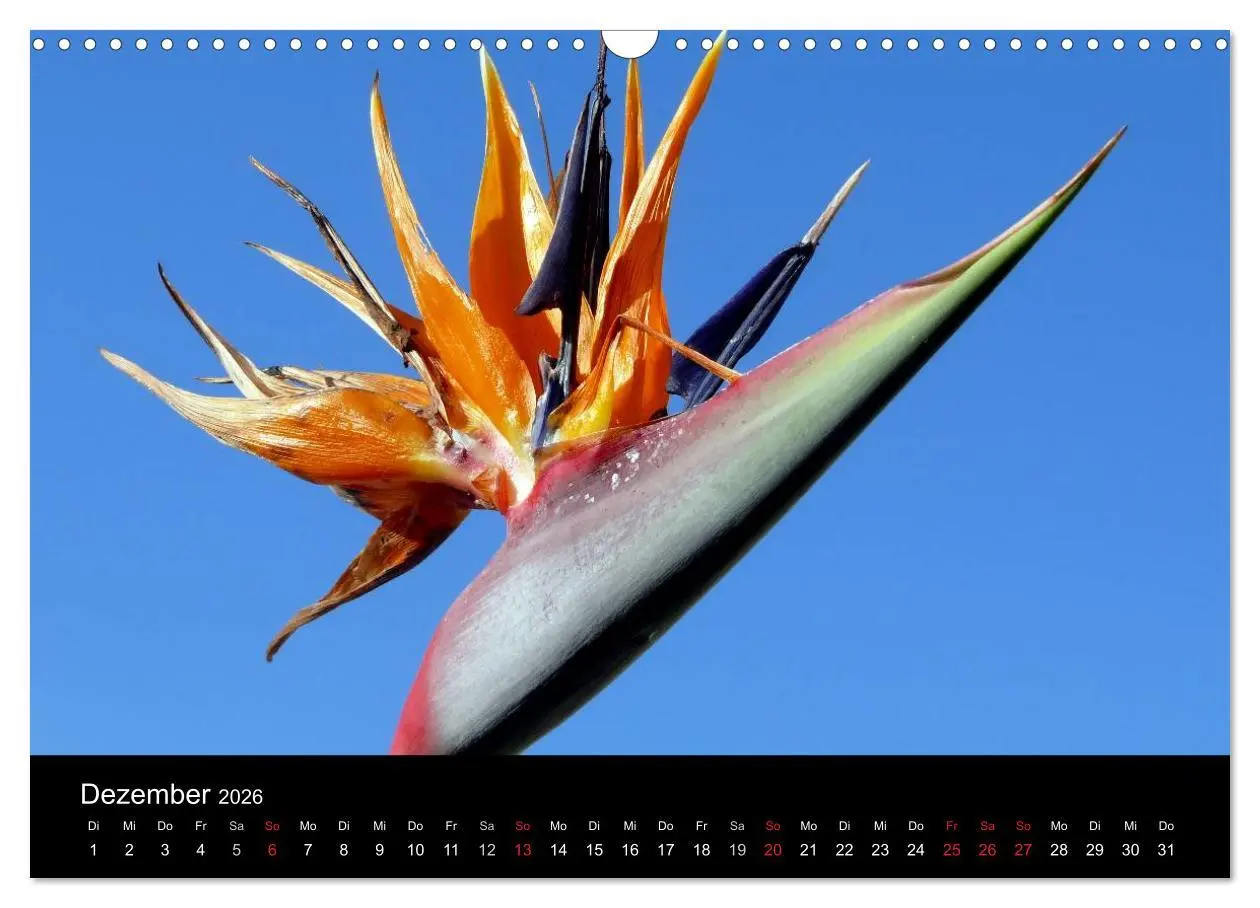 Bild: 9783516163957 | Madeira 2026 (Wandkalender 2026 DIN A3 quer), CALVENDO Monatskalender