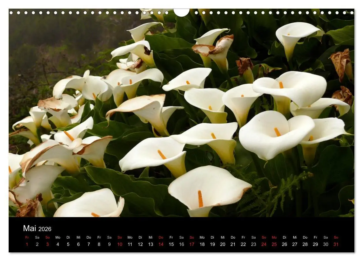 Bild: 9783516163957 | Madeira 2026 (Wandkalender 2026 DIN A3 quer), CALVENDO Monatskalender