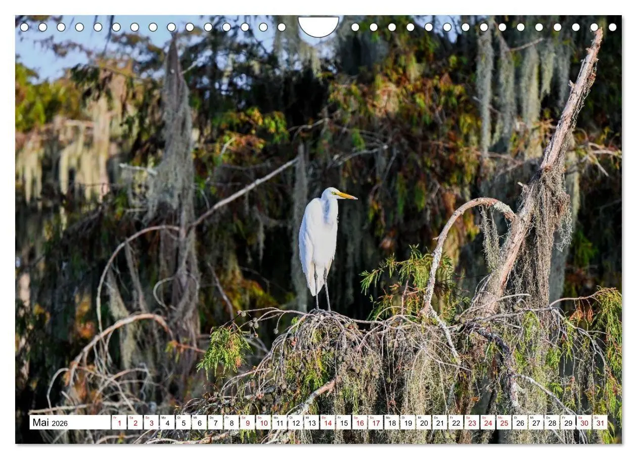 Bild: 9783516734157 | Louisiana - Sümpfe und Plantagenhäuser (Wandkalender 2026 DIN A4...