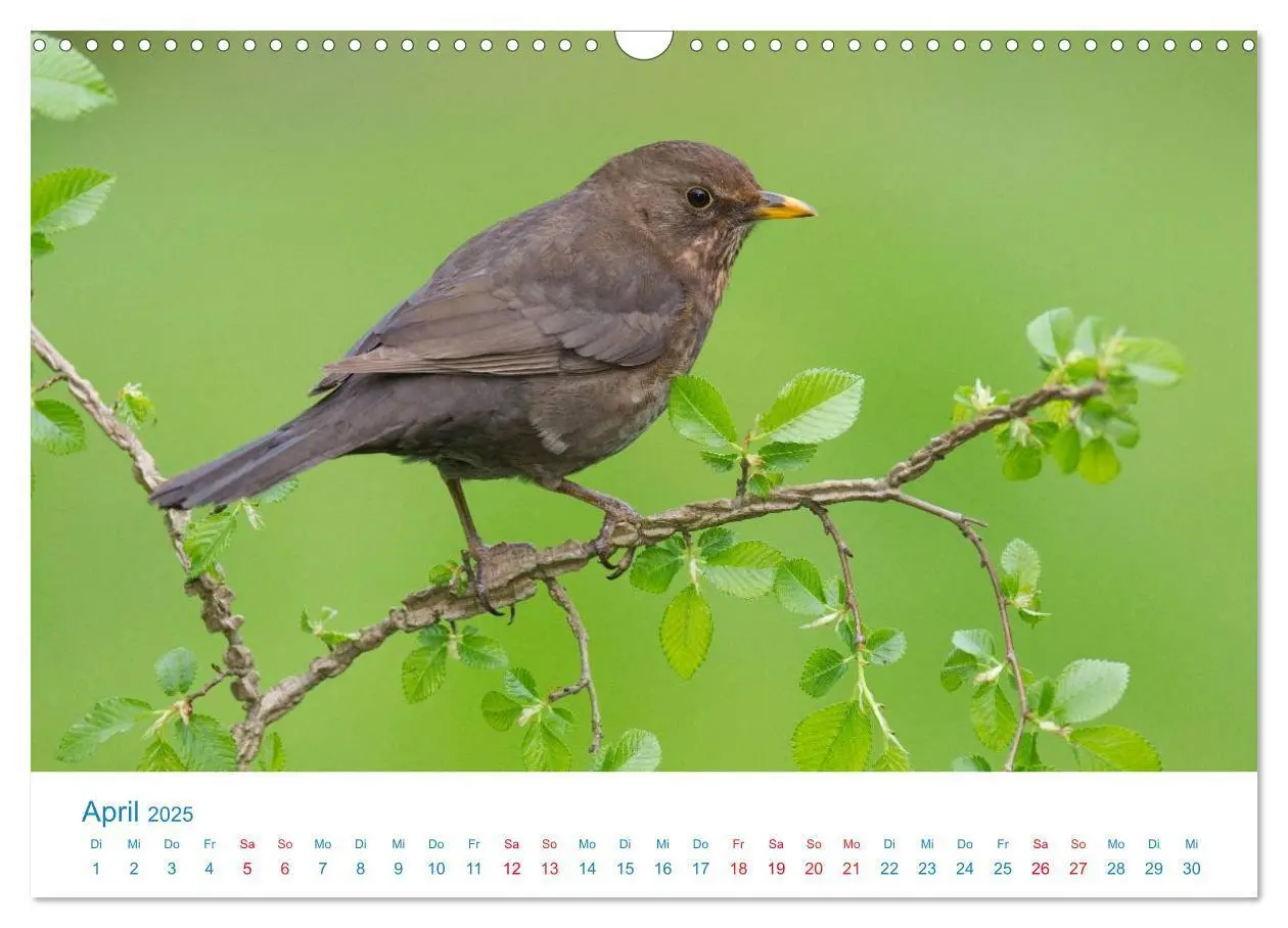 Bild: 9783435464357 | Singvögel - 12 Arten im Garten (Wandkalender 2025 DIN A3 quer),...