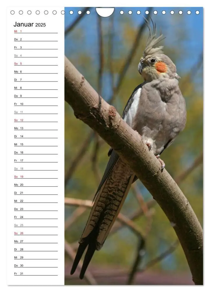 Bild: 9783457004357 | Der Nymphensittich-Terminplaner (Wandkalender 2025 DIN A4 hoch),...