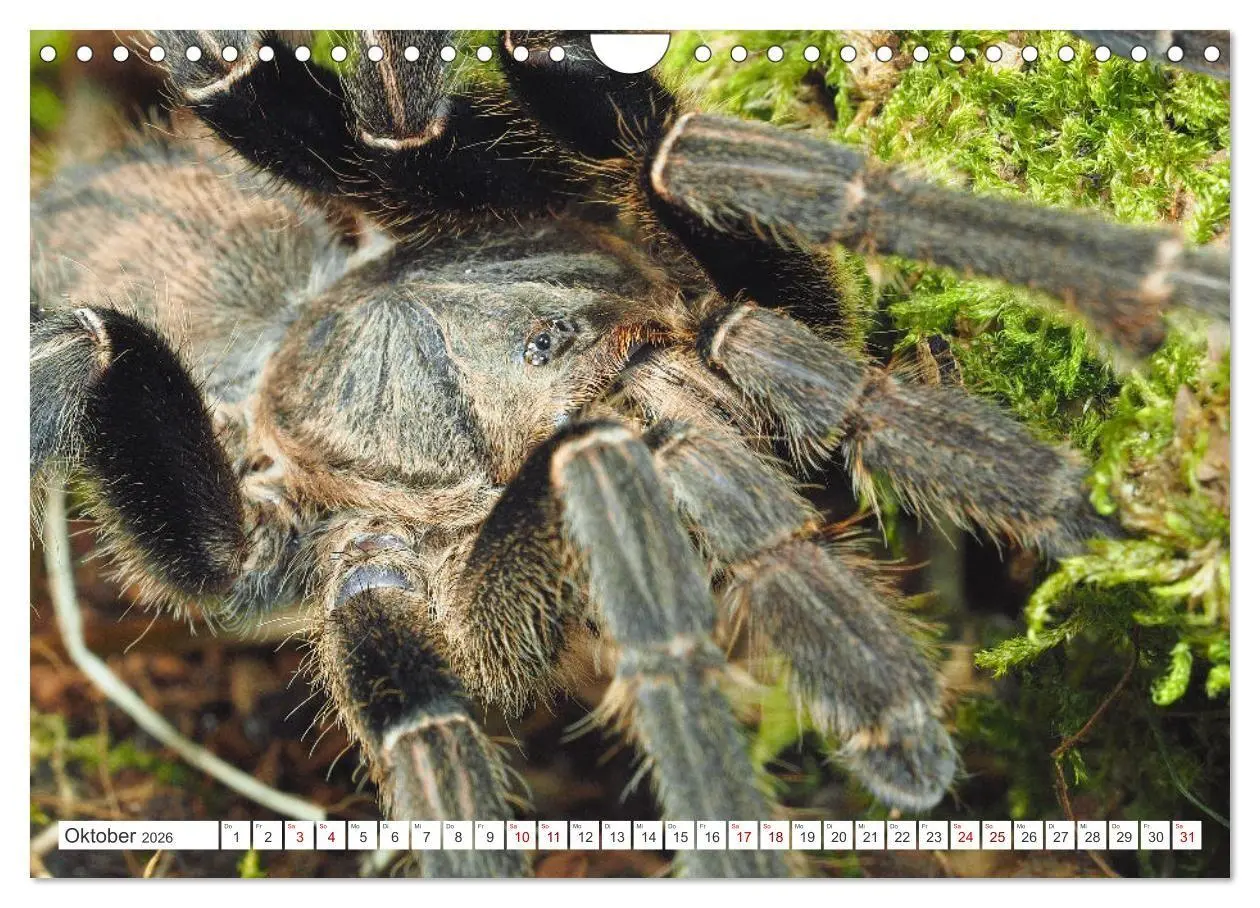 Bild: 9783457314357 | Haarige Gesellen (Wandkalender 2026 DIN A4 quer), CALVENDO...
