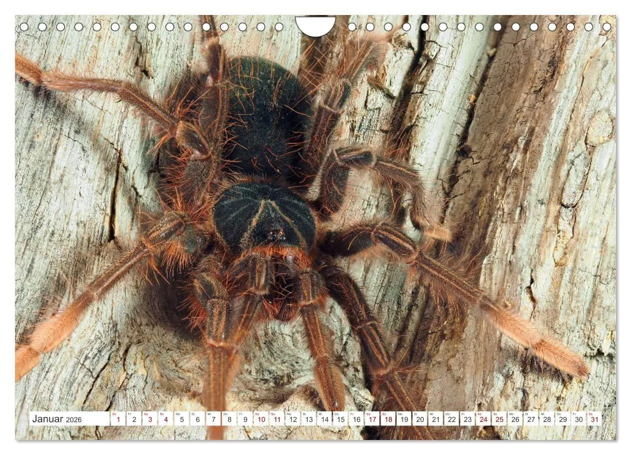 Bild: 9783457314357 | Haarige Gesellen (Wandkalender 2026 DIN A4 quer), CALVENDO...