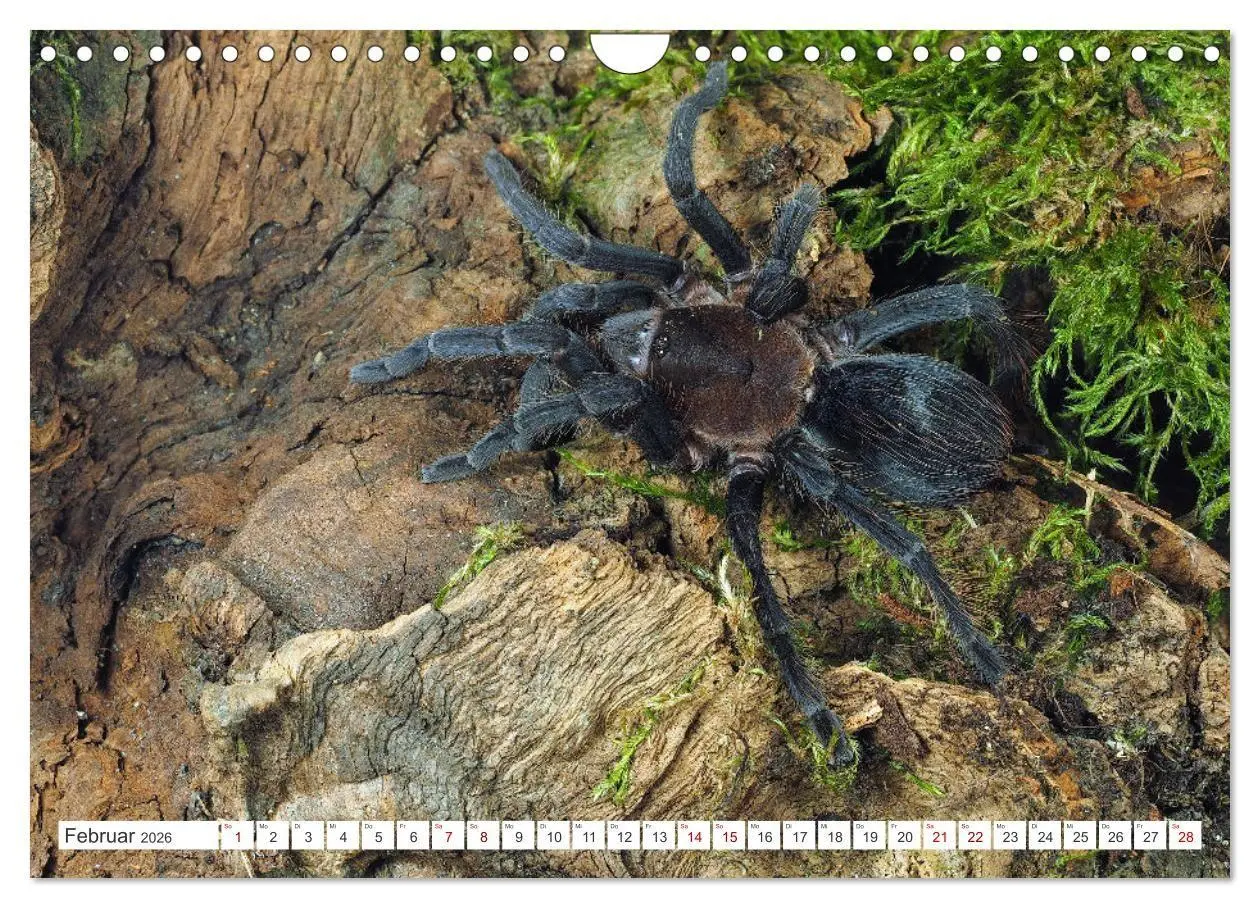 Bild: 9783457314357 | Haarige Gesellen (Wandkalender 2026 DIN A4 quer), CALVENDO...