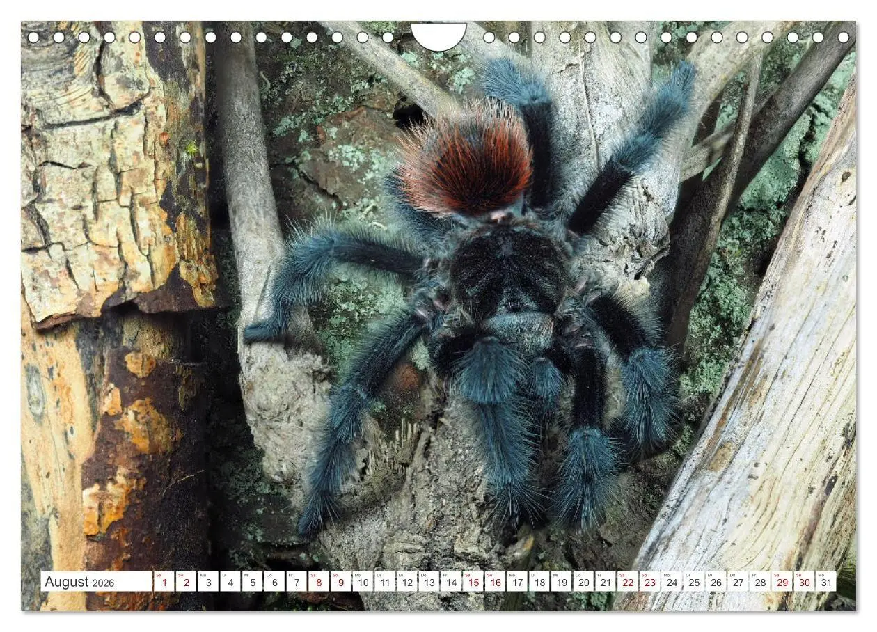 Bild: 9783457314357 | Haarige Gesellen (Wandkalender 2026 DIN A4 quer), CALVENDO...