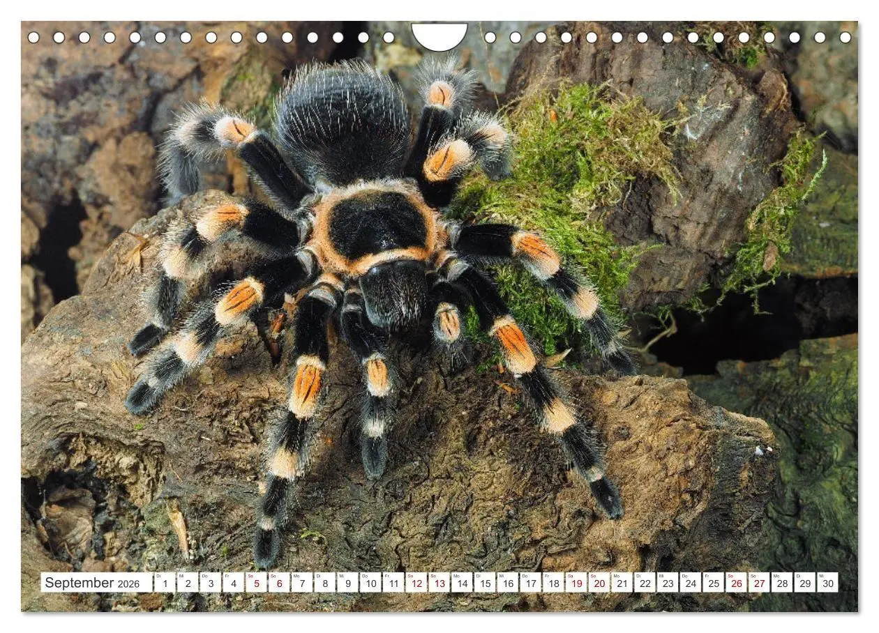 Bild: 9783457314357 | Haarige Gesellen (Wandkalender 2026 DIN A4 quer), CALVENDO...