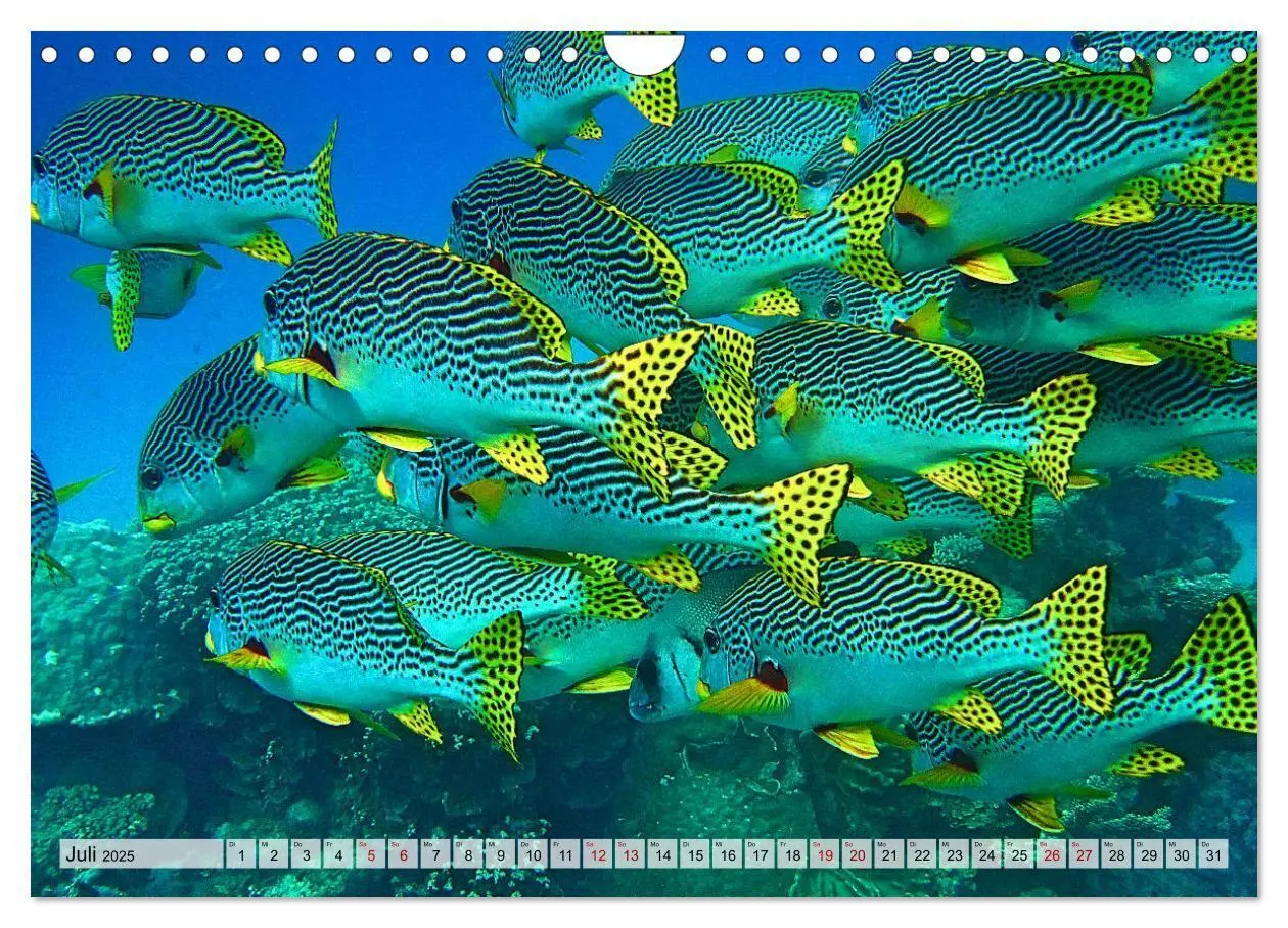 Bild: 9783383984457 | Abenteuer Riff - bunte Unterwasserwelt (Wandkalender 2025 DIN A4...