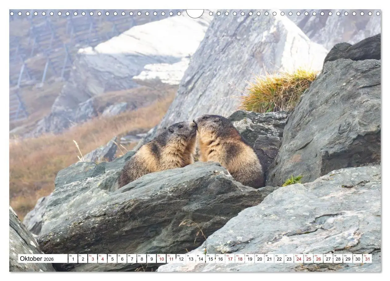 Bild: 9783516704457 | Unterwegs in den Hochalpen - Das Alpenmurmeltier im Herbst...