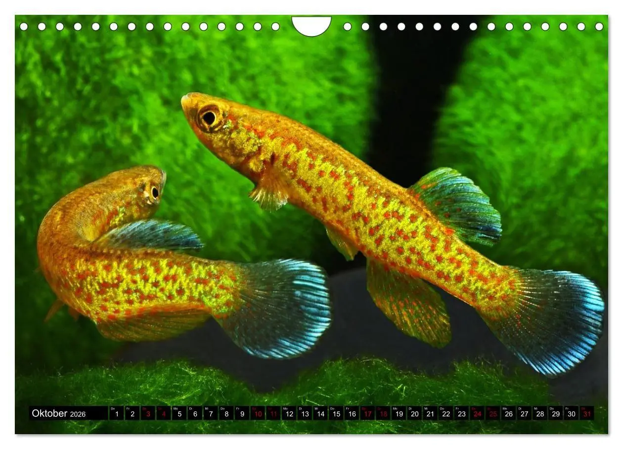 Bild: 9783457534557 | Outdoor-Aquaristik (Wandkalender 2026 DIN A4 quer), CALVENDO...