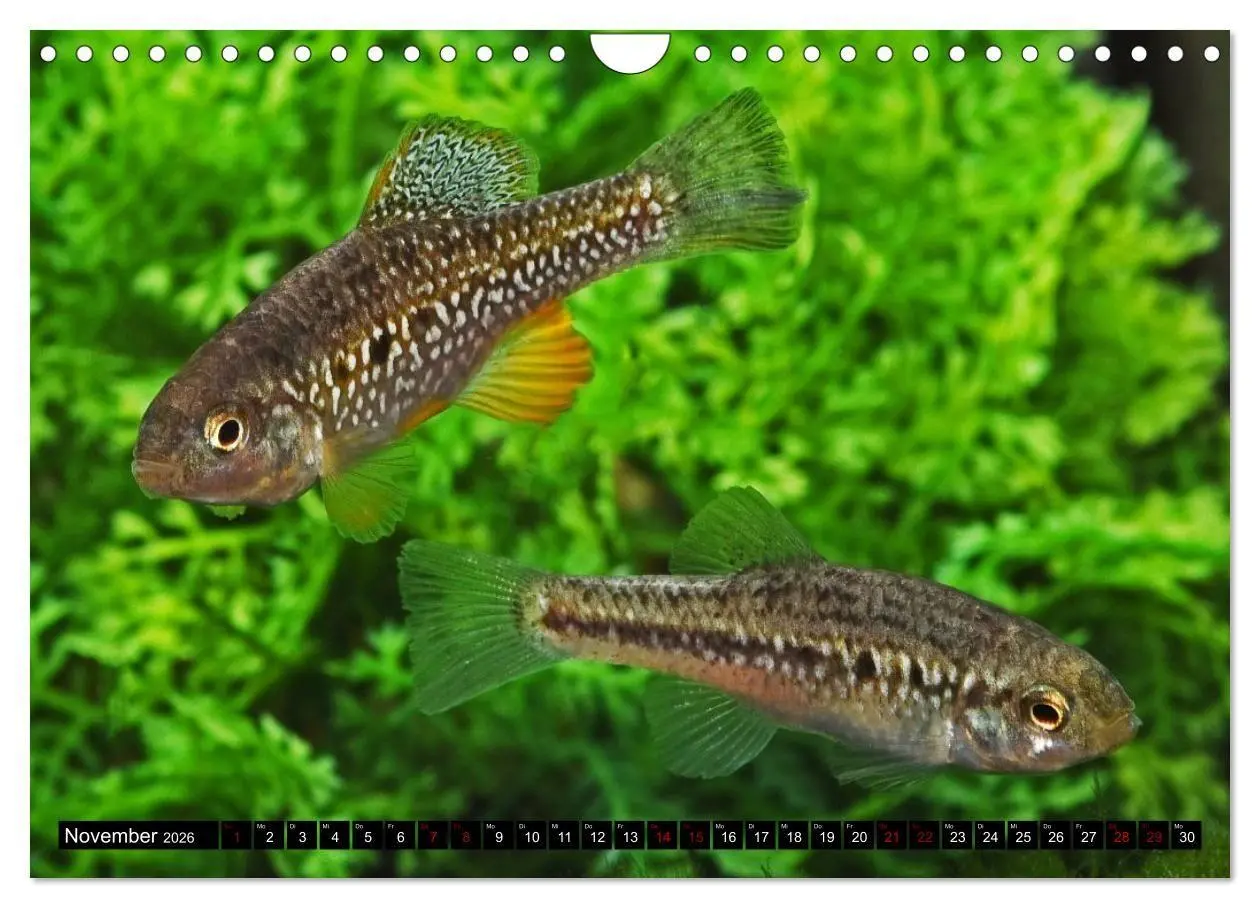 Bild: 9783457534557 | Outdoor-Aquaristik (Wandkalender 2026 DIN A4 quer), CALVENDO...